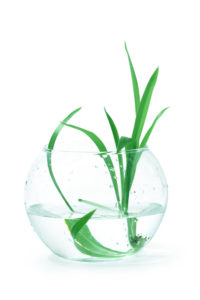 Nice home plant with long green leaves inside glass bowl. Isolated on white with clipping path